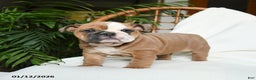 English Bulldog dogs for sale: Meadow - Ad 4