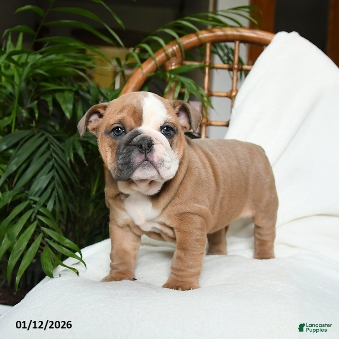 English Bulldog dogs for sale: Meadow - Ad 4