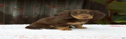 Miniature Dachshund dogs for sale: Ava - Ad 6