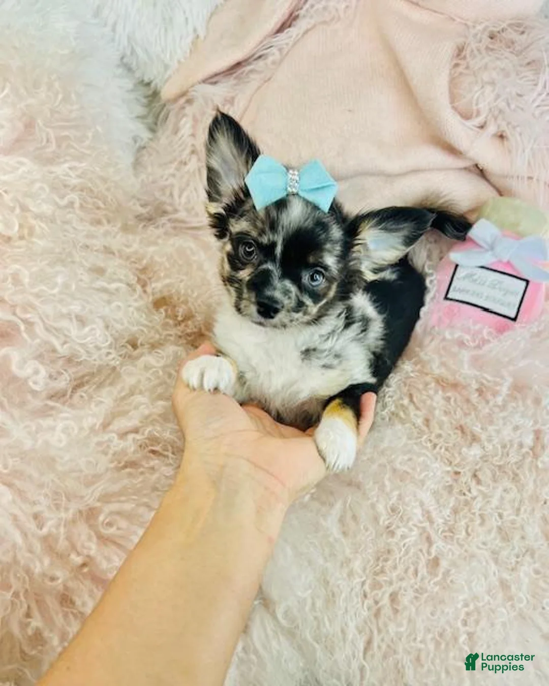Chihuahua dogs for sale: Chihuahua Puppy 1 - Ad 4