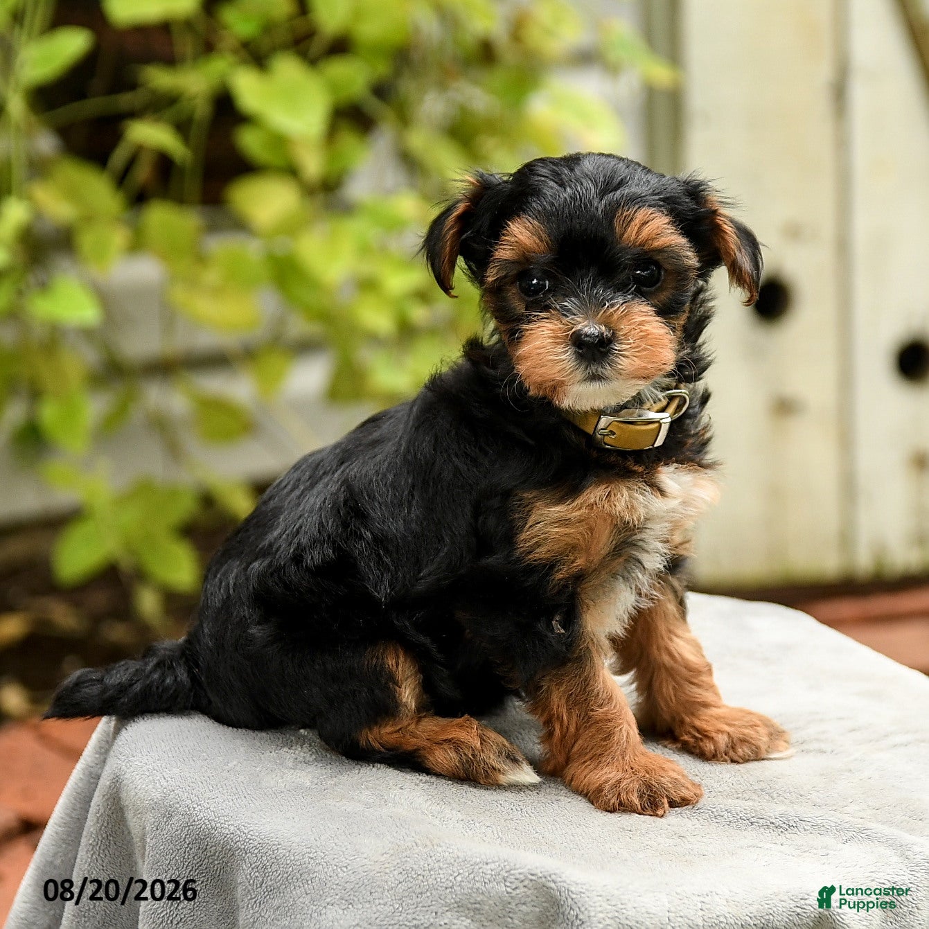 Yorkiepoo dogs Powell - Ad 2