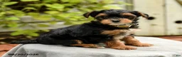 Yorkiepoo dogs for sale: Powell - Ad 2