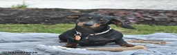 Miniature Dachshund dogs for sale: Pogo  - Ad 6