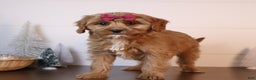 Cavapoo dogs for sale: Mickey - Ad 1