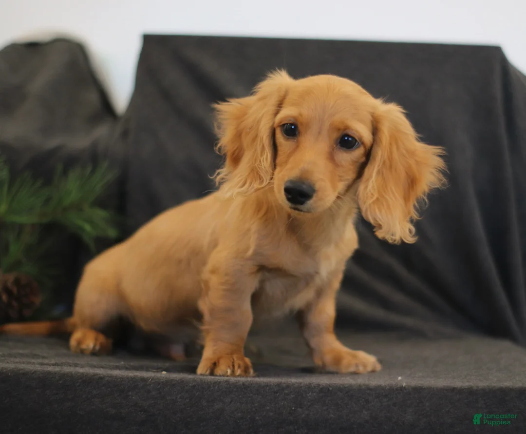 Miniature Dachshund dogs for sale: Quenton - Ad 1