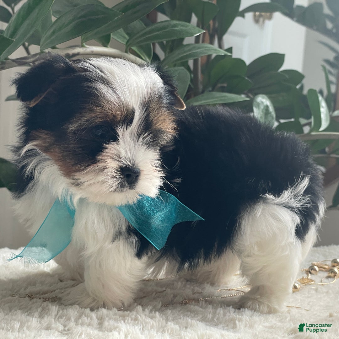 Biewer Terrier dogs for sale: Teddy - Ad 3