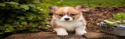 Welsh Corgi Pembroke dogs for sale: Zoe - Ad 6