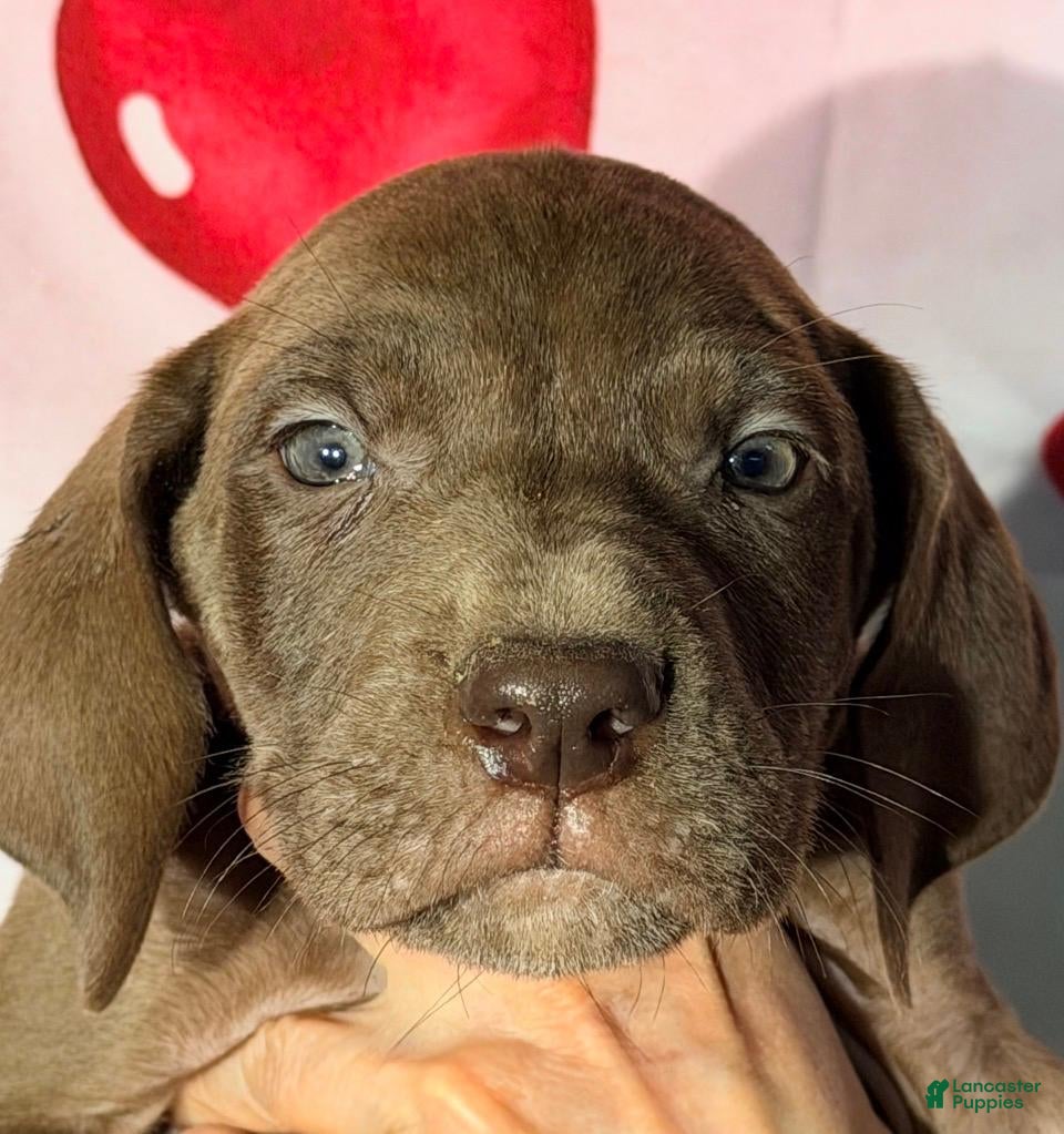 Great Dane dogs BARRY - CHOCOLATE - Ad 36