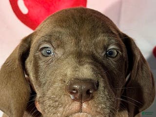 Great Dane dogs BARRY - CHOCOLATE - Ad 36