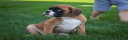Boxer dogs for sale: Boaz - Ad 9