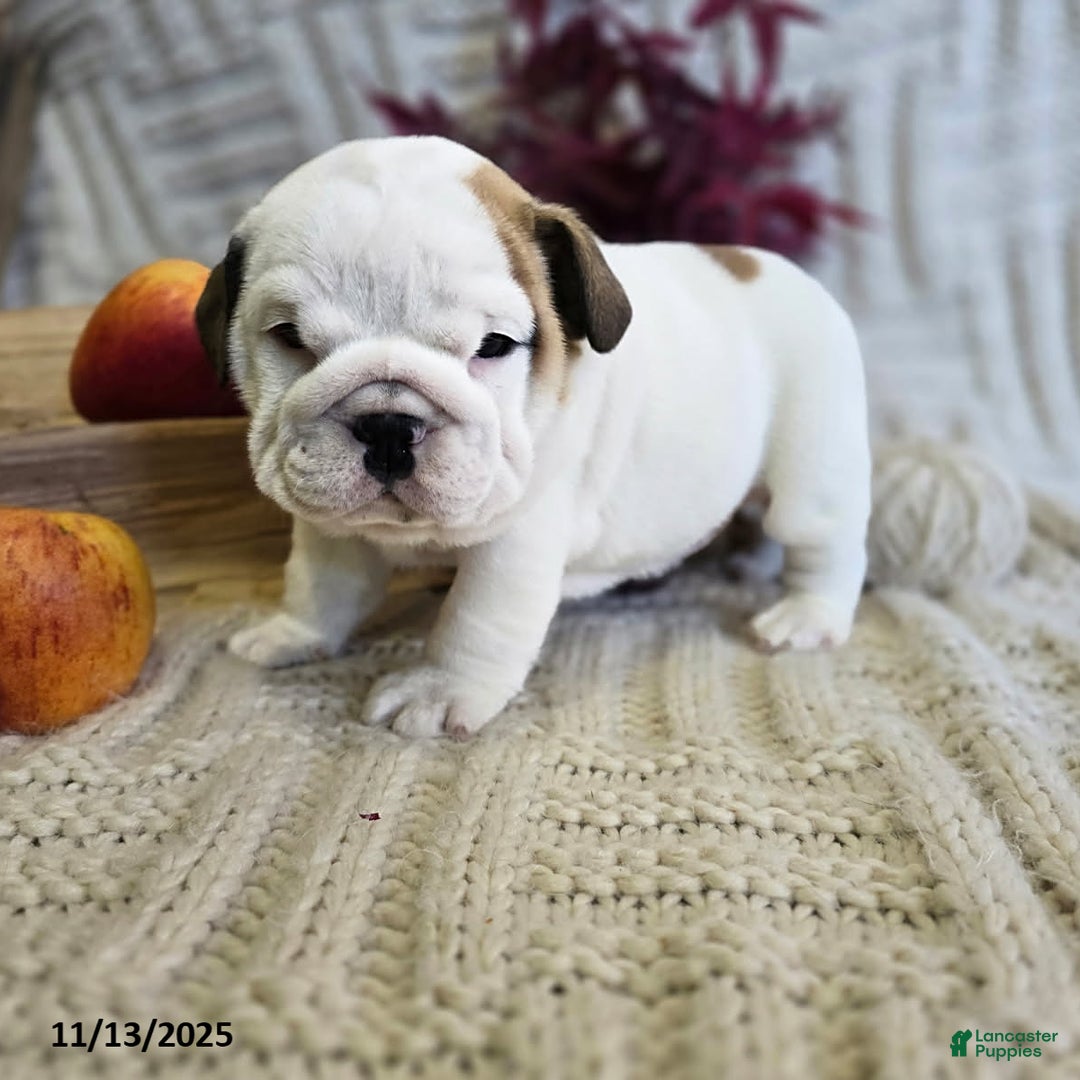 English Bulldog dogs for sale: Chowder - Ad 1