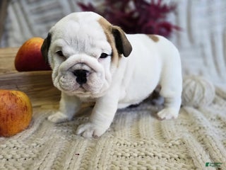 English Bulldog dogs Chowder - Ad 4