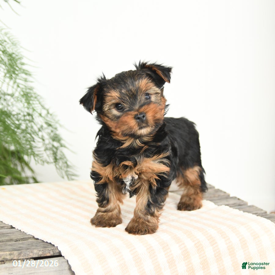 Yorkshire Terrier dogs Mason - Ad 8