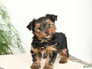 Yorkshire Terrier dogs Mason - Ad 8