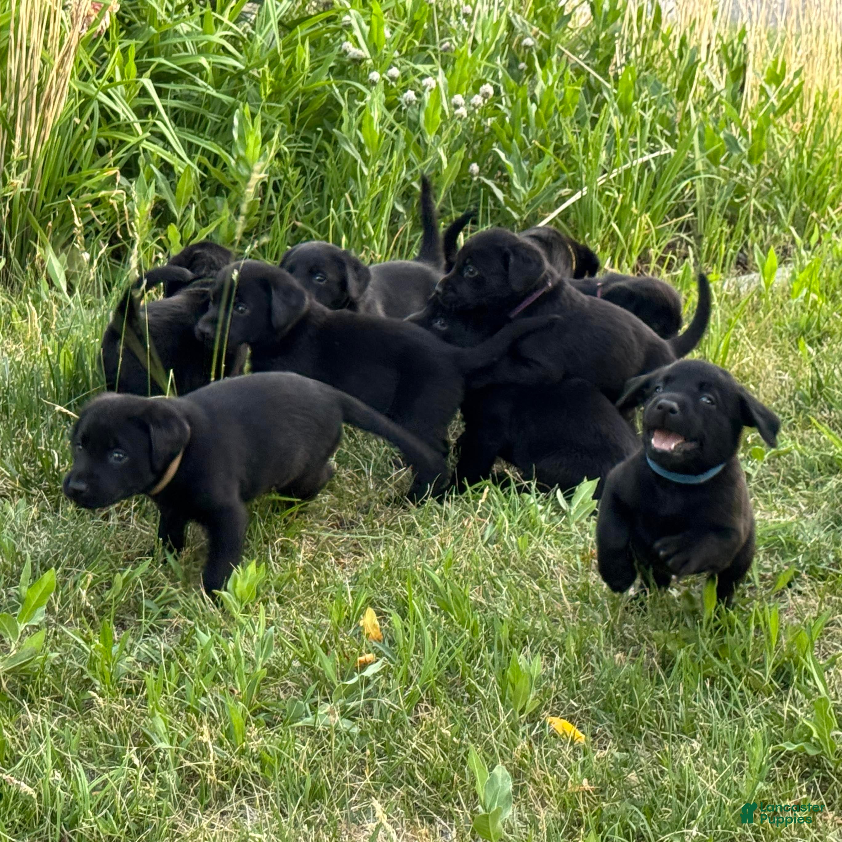 Labrador Retriever dogs Light Purple Labrador Retriever Puppy 10 - Ad 10