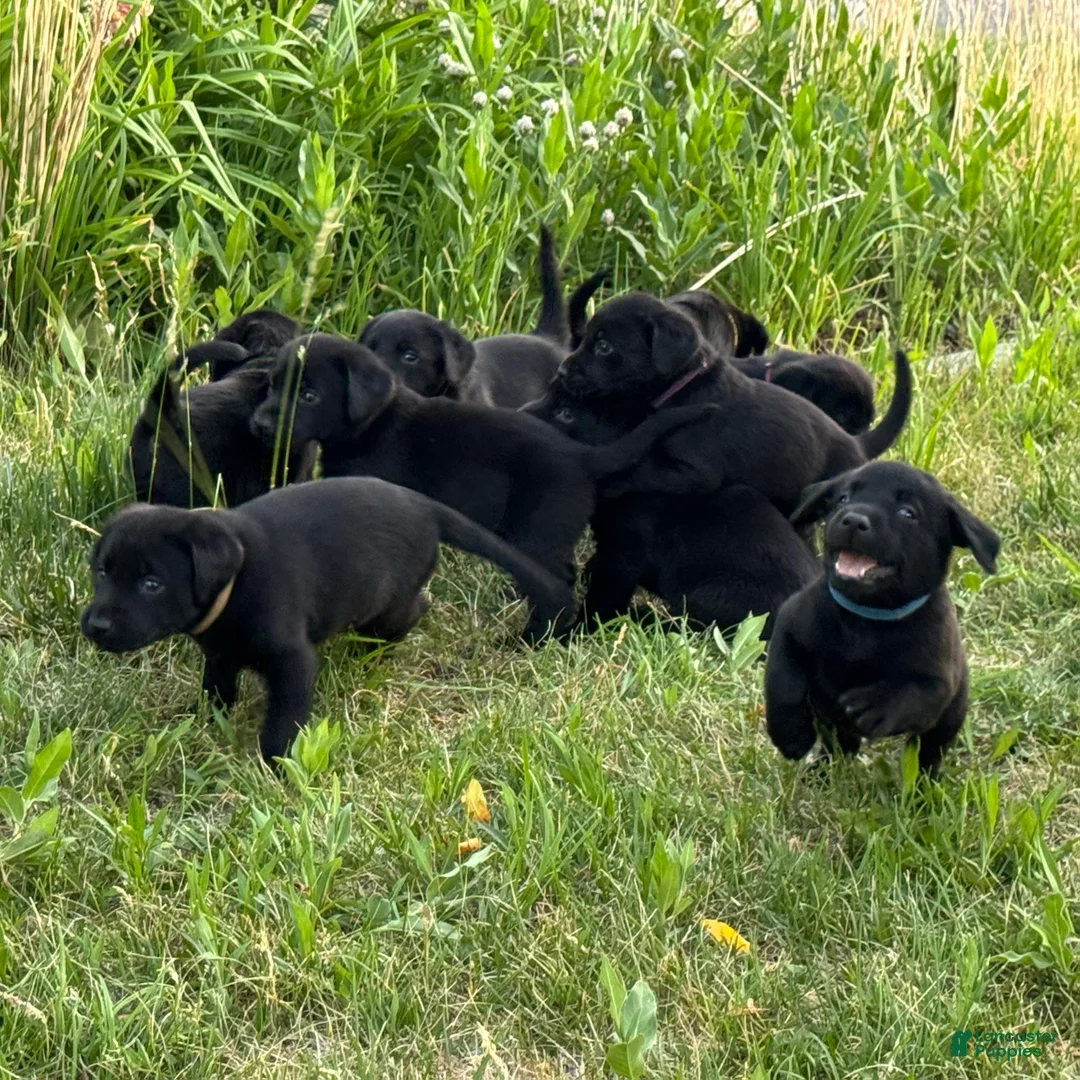 Labrador Retriever dogs for sale: Light Purple Labrador Retriever Puppy 10 - Ad 1