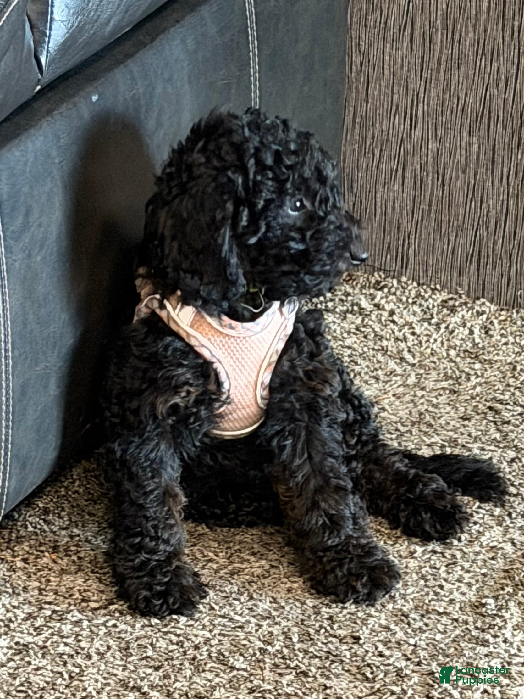 Miniature Poodle dogs Miniature Poodle Puppy 3 - Ad 2
