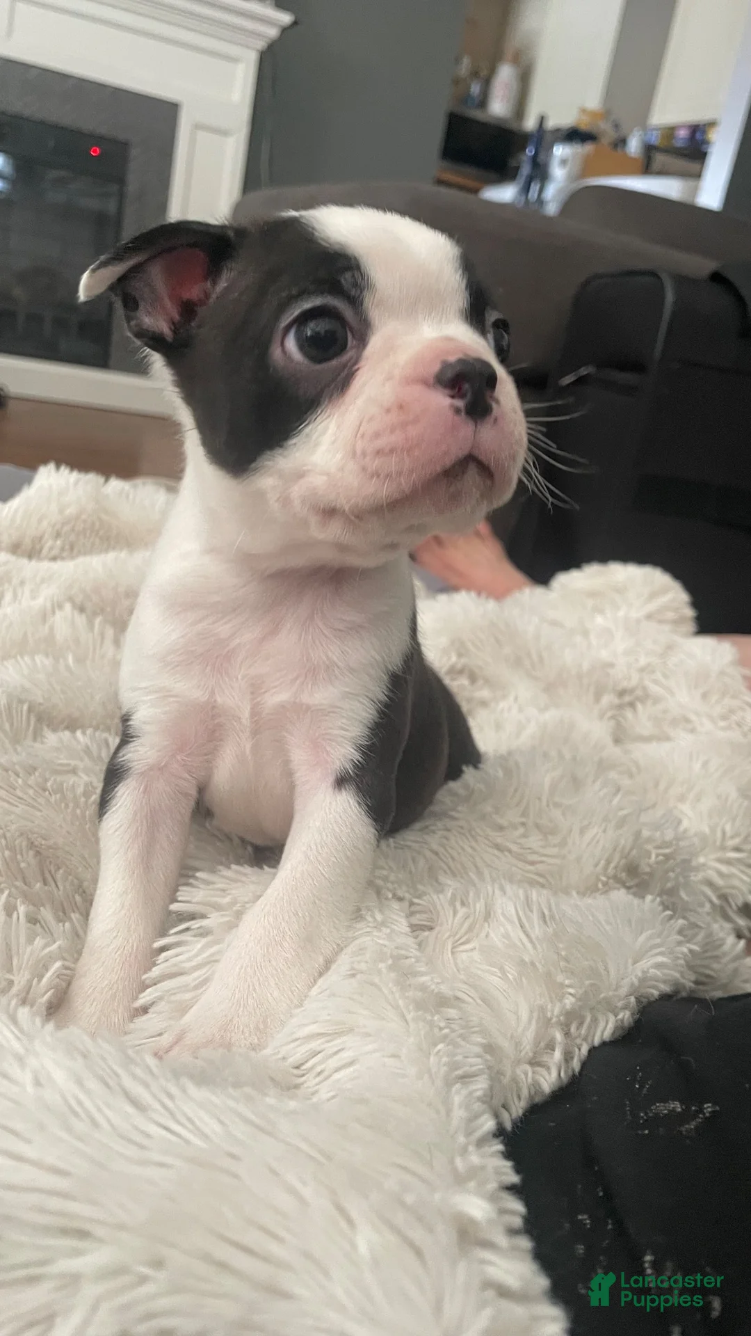 Boston Terrier dogs for sale: Captain - Ad 2