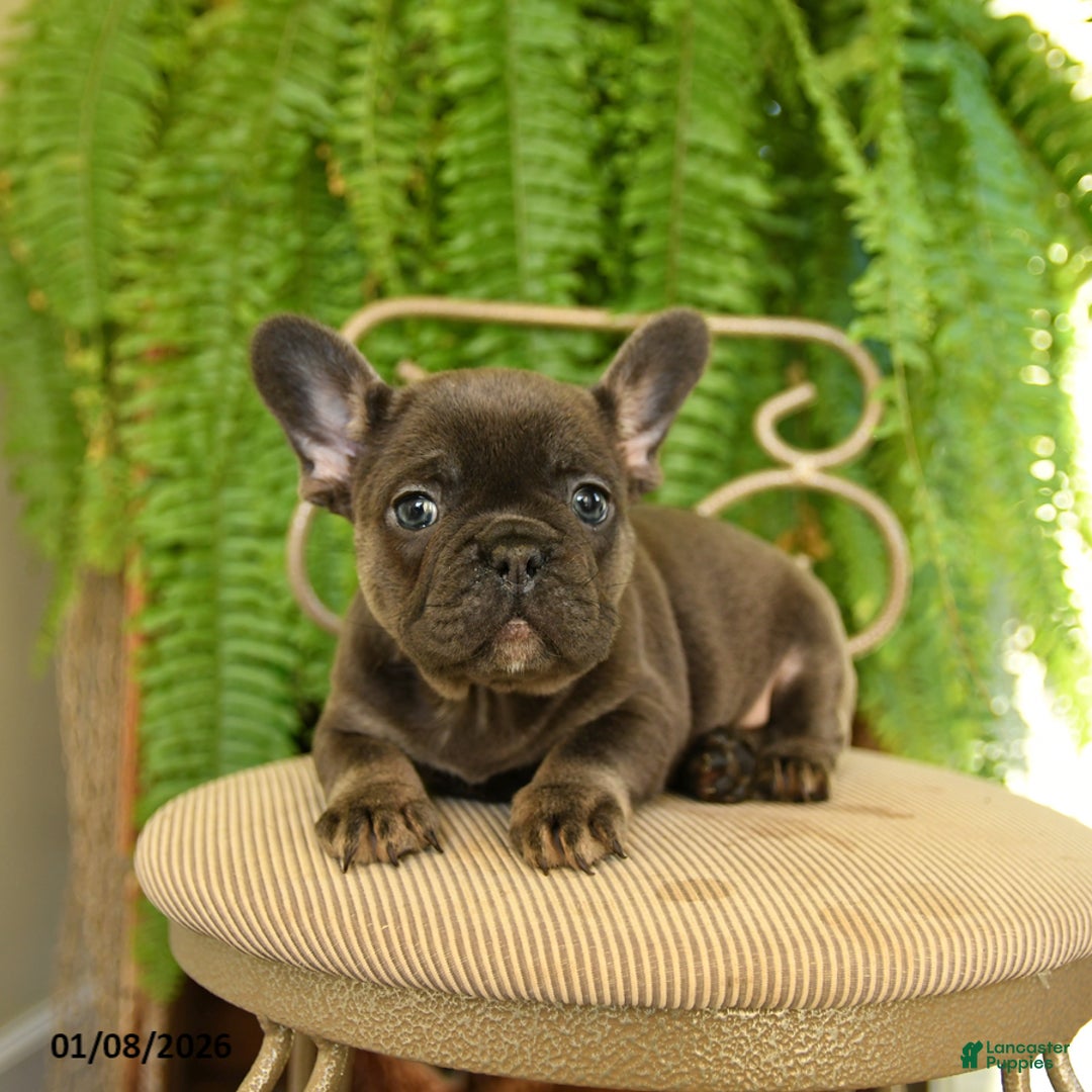 French Bulldog dogs for sale: Trixie - Ad 2
