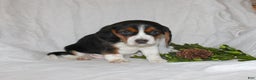 Beagle dogs for sale: Tina - Ad 1