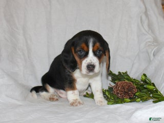 Beagle dogs Tina - Ad 35