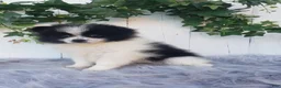 Pomeranian dogs for sale: Abby  - Ad 8