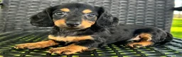 Dachshund dogs for sale: Devo - Ad 3
