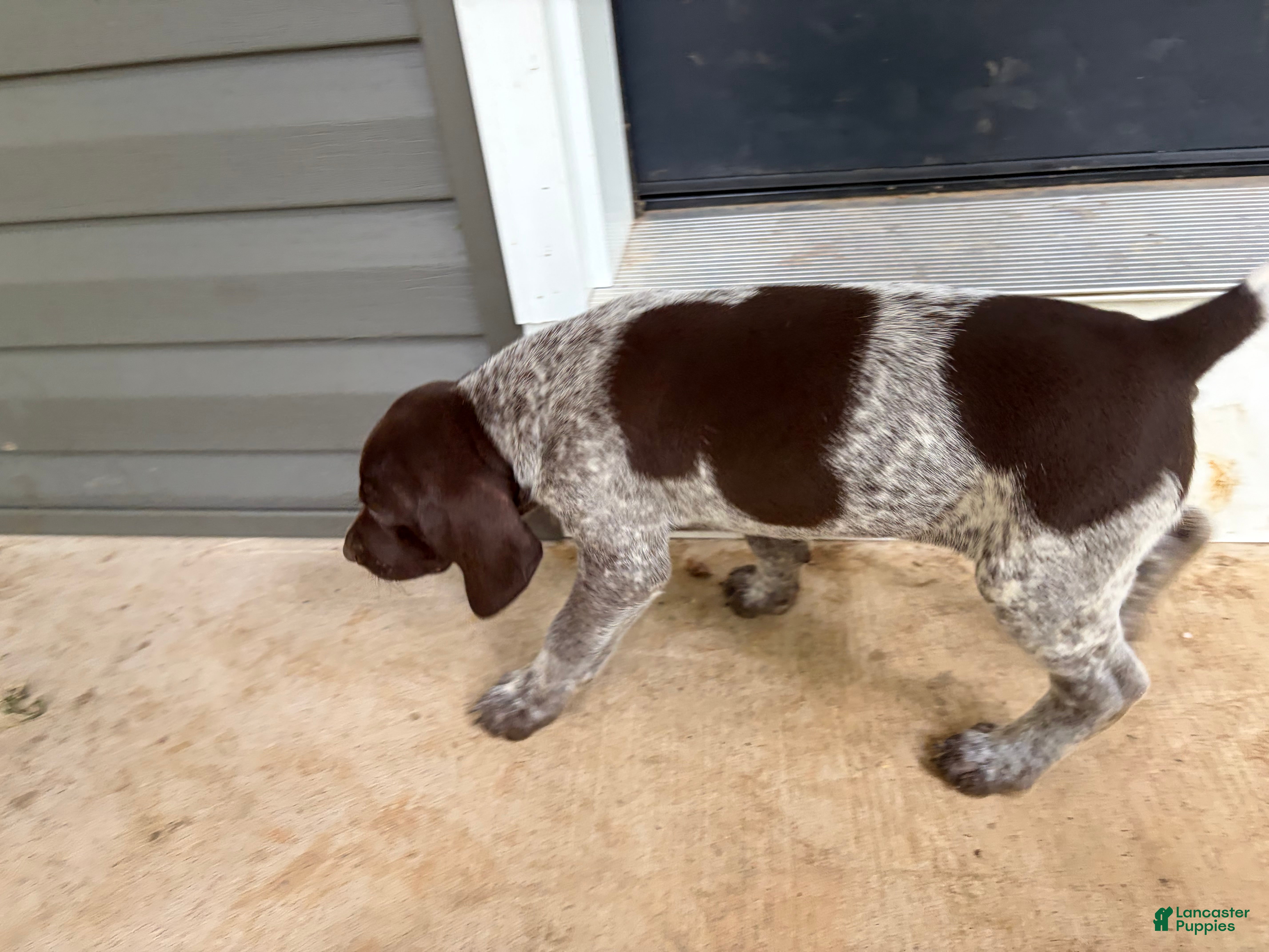German Shorthaired Pointer dogs Charlie - Ad 2
