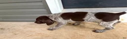 German Shorthaired Pointer dogs for sale: Charlie - Ad 2