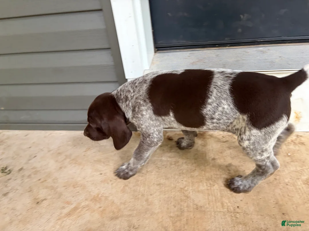 German Shorthaired Pointer dogs for sale: Charlie - Ad 2