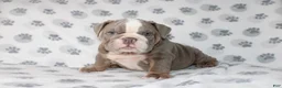 English Bulldog dogs for sale: Tyson - Ad 2