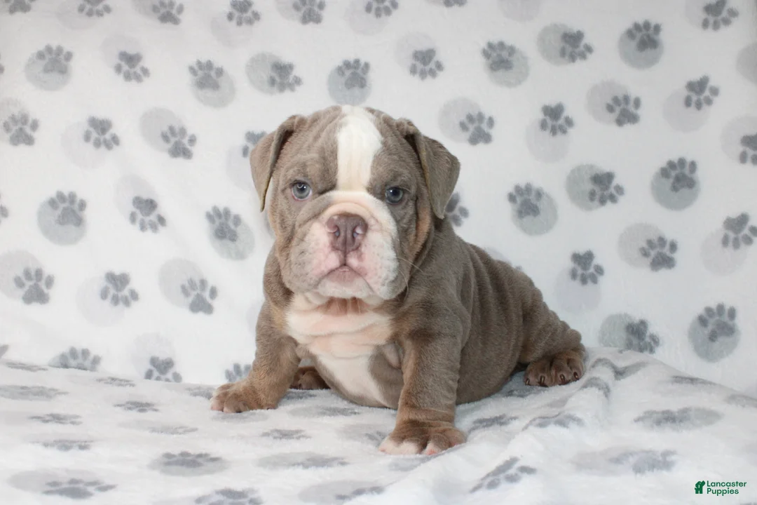 English Bulldog dogs for sale: Tyson - Ad 2