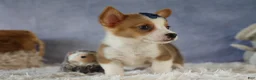 Welsh Corgi Pembroke dogs for sale: Zander 🐾 - Ad 13
