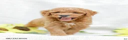 Goldendoodle dogs for sale: Josiah - Ad 8