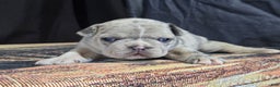 Frenchton dogs for sale: Blossom - Ad 1