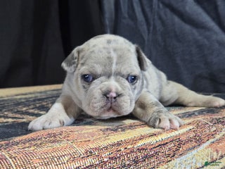 Frenchton dogs Blossom - Ad 13