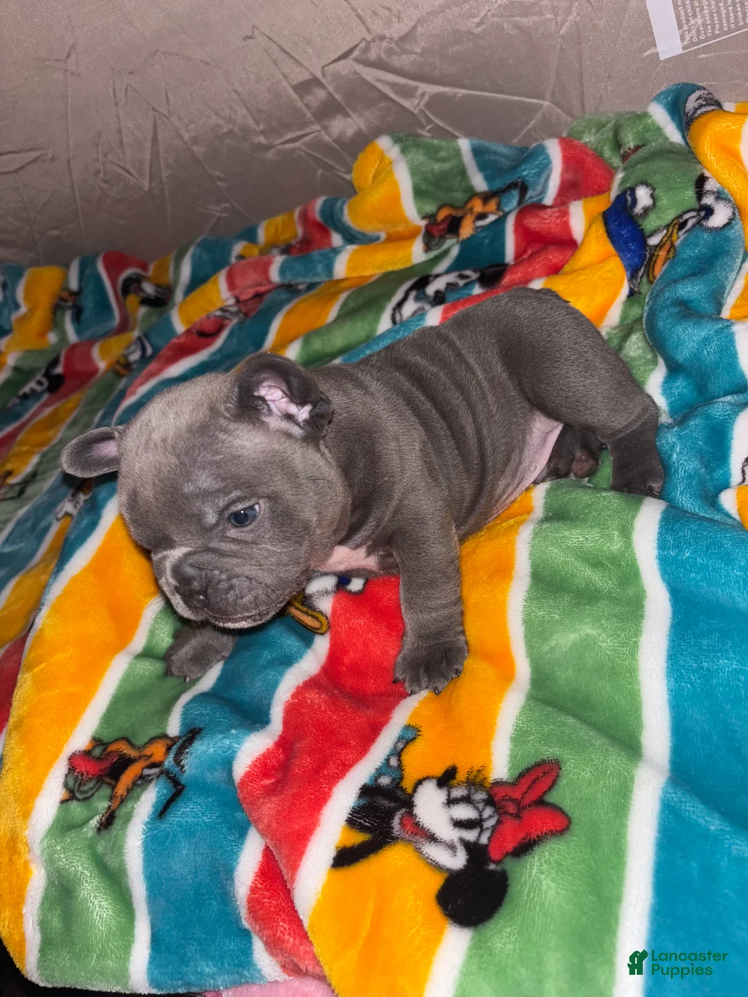American Bully dogs for sale: American Bully Puppy 4 - Ad 22