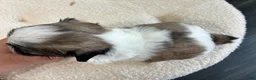 Shih Tzu dogs for sale: Shih Tzu 2 - Ad 4
