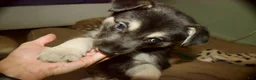 Gerberian Shepsky dogs for sale: Leif - Ad 8
