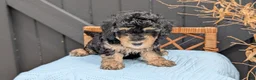 Havapoo dogs for sale: Maddox - Ad 7