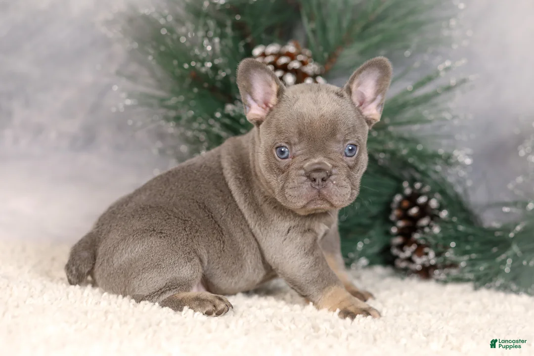 French Bulldog dogs for sale: Bluey - Ad 5