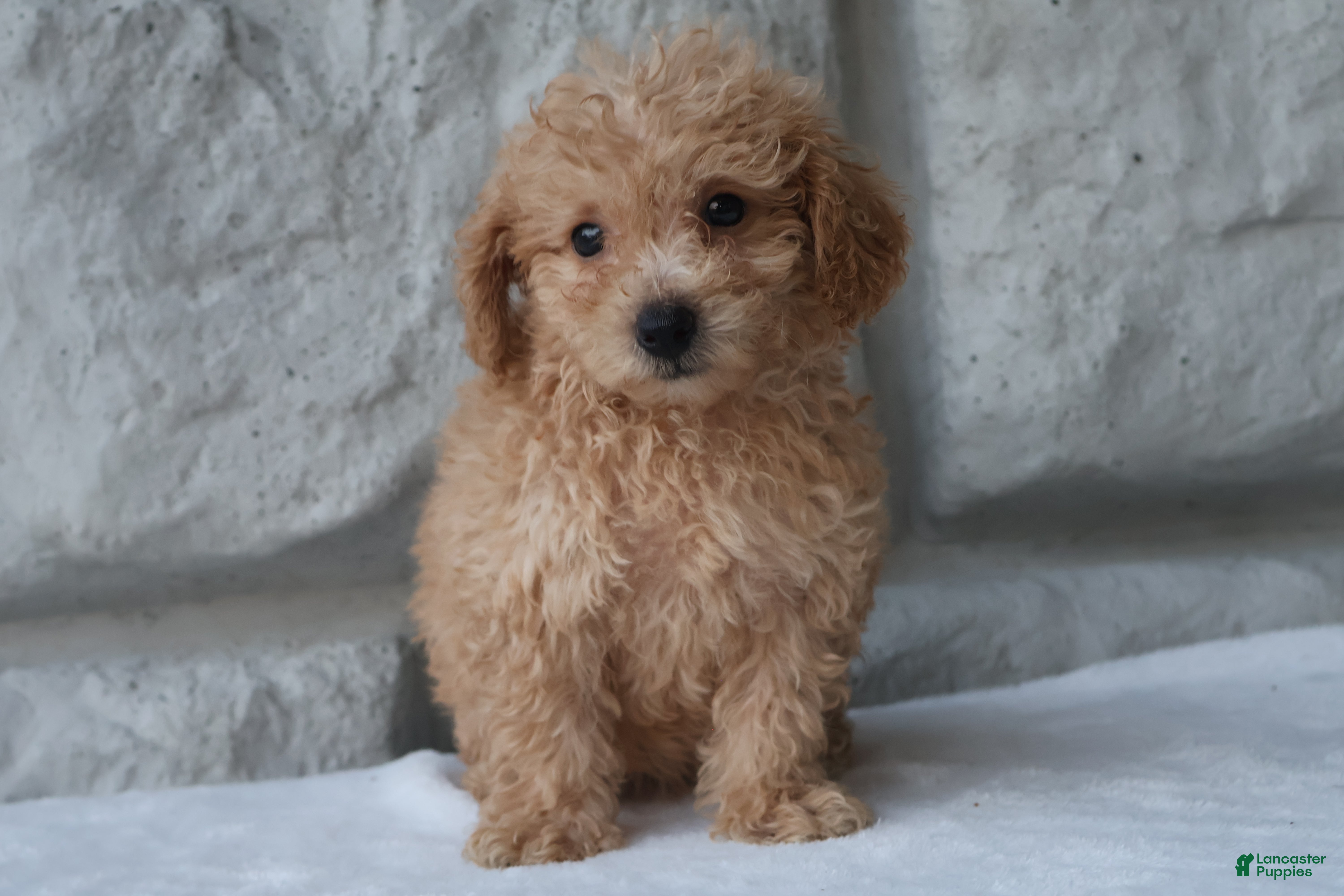 Bichpoo dogs Maverick - Ad 1