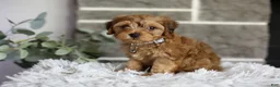 Yorkiepoo dogs for sale: Reggie - Ad 11