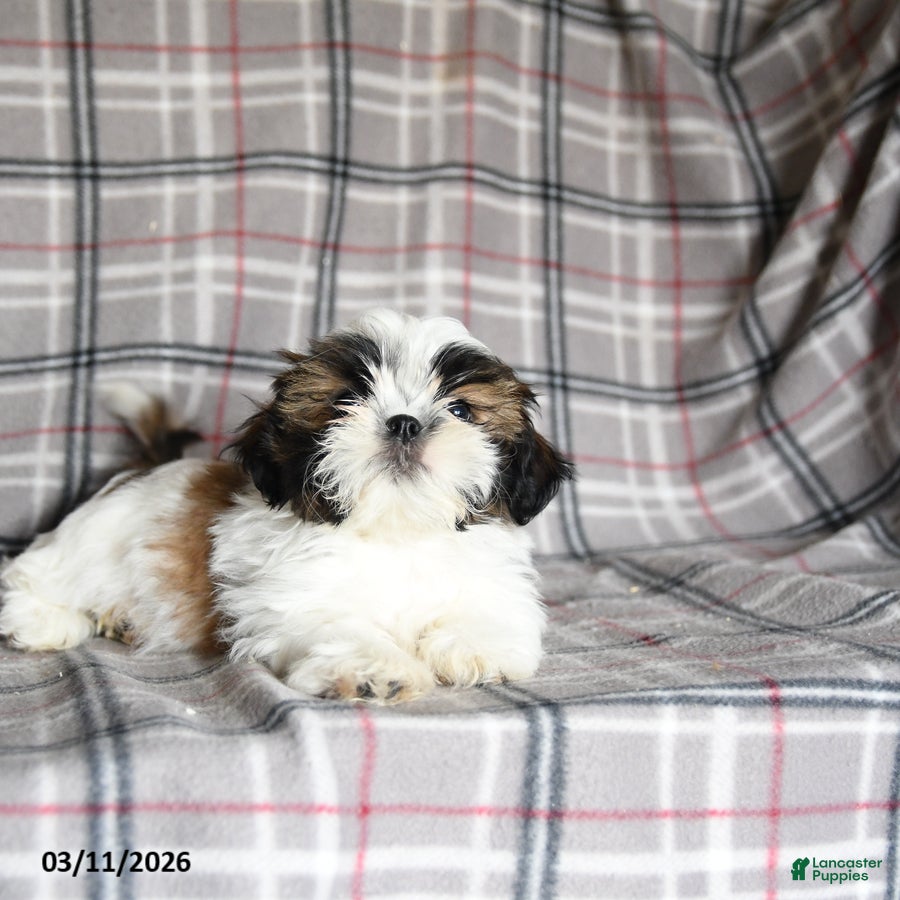 Shih Tzu dogs Scuffy - Ad 2