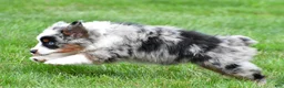 Miniature Australian Shepherd dogs for sale: Wendy - Ad 6