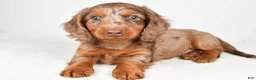 Dachshund dogs for sale: Theodore - Ad 8