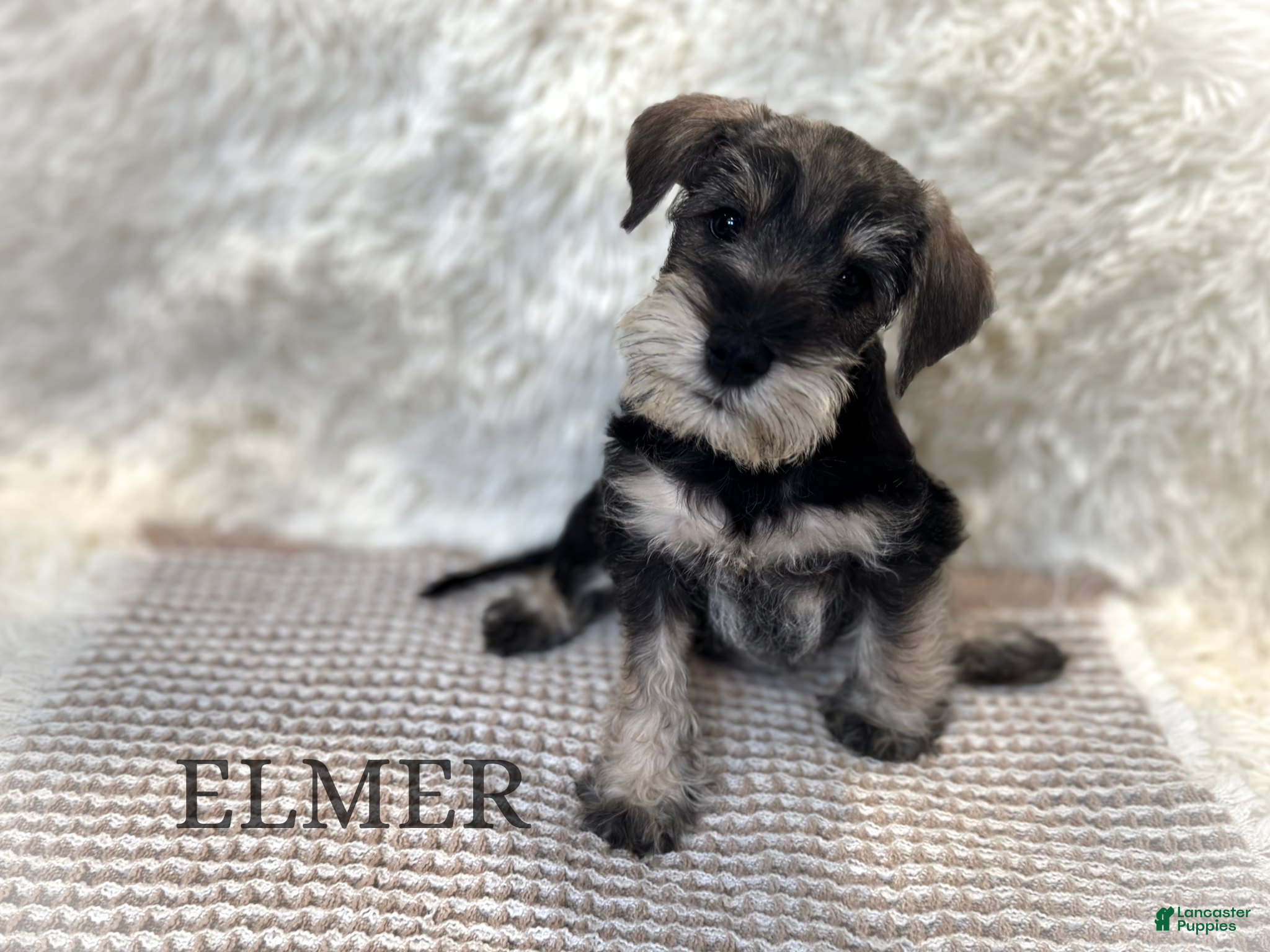 Miniature Schnauzer dogs ELMER - Ad 6