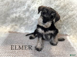 Miniature Schnauzer dogs ELMER - Ad 26