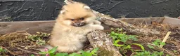 Pomeranian dogs for sale: Timber - Ad 16