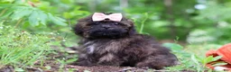 Shihpoo dogs for sale: Alice - Ad 4